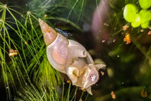 Lade das Bild in den Galerie-Viewer, Spitzschlammschnecken - Yoda Schnecken | Lymnaea stagnalis frisst Premium Paprika Sticks von Aqua Birne an der Wasseroberfläche
