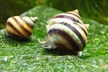 Lade das Bild in den Galerie-Viewer, Pianoschnecke / Piano Schnecke | Pinselalgenschnecke | Taia naticoides im Garnelen Aquarium
