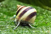 Lade das Bild in den Galerie-Viewer, Pianoschnecken / Piano Schnecken | Pinselalgenschnecken | Taia naticoides im Schneckenaquarium
