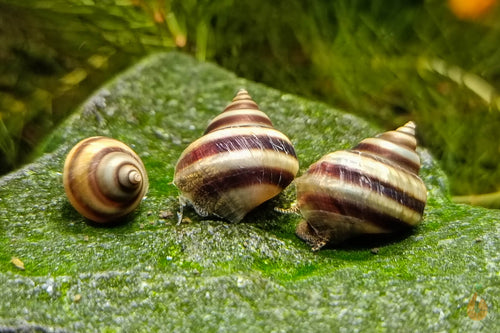 Pianoschnecken / Piano Schnecken | Pinselalgenschnecken | Taia naticoides im Aquarium