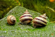 Pianoschnecken / Piano Schnecken | Pinselalgenschnecken | Taia naticoides im Aquarium