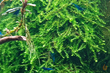 Lade das Bild in den Galerie-Viewer, Pilo Moos | Pilotrichaceae sp. &quot;Pilo moss&quot; im Aquarium
