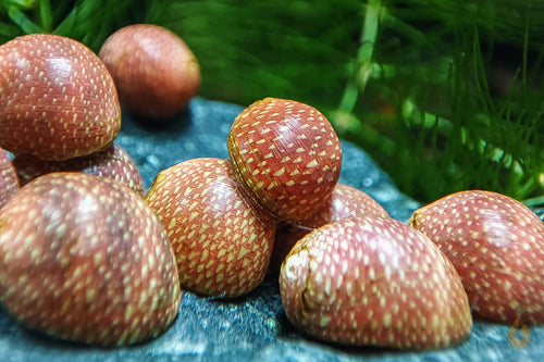 Rosa / Pink Lady Schnecke | Clithon sowerbianum im Aquarium