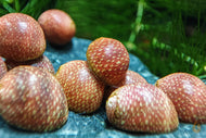 Rosa / Pink Lady Schnecke | Clithon sowerbianum im Aquarium