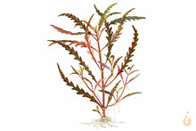 Lade das Bild in den Galerie-Viewer, Fiederspaltiger Wasserfreund | Hygrophila pinnatifida | In Vitro Aquariumpflanze
