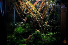 Lade das Bild in den Galerie-Viewer, Fiederspaltiger Wasserfreund | Hygrophila pinnatifida | Aquarium Pflanzen Aquascape
