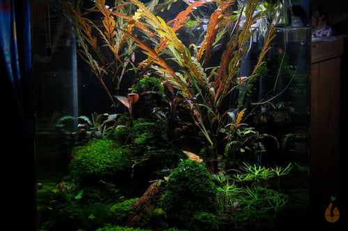 Fiederspaltiger Wasserfreund | Hygrophila pinnatifida | Aquarium Pflanzen Aquascape