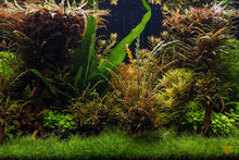 Lade das Bild in den Galerie-Viewer, Zwerg Kardinalslobelie | Lobelia cardinalis &quot;Mini&quot; | In Vitro Aquariumpflanze in einem Aquascaping Aquarium
