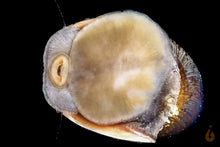 Lade das Bild in den Galerie-Viewer, Anthrazit Napfschnecke - Stahlhelmschnecke | Neritina pulligera Nahaufnahme an der Aquariumscheibe
