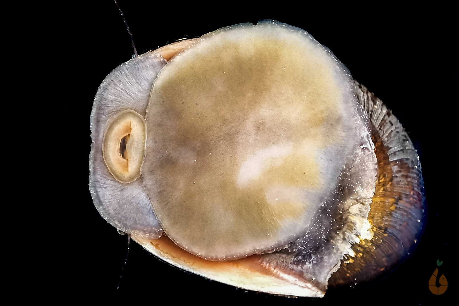 Anthrazit Napfschnecke - Stahlhelmschnecke