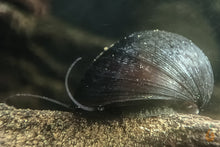 Lade das Bild in den Galerie-Viewer, Anthrazit Napfschnecke - Stahlhelmschnecke | Neritina pulligera frisst Algen im Aquarium
