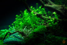 Lade das Bild in den Galerie-Viewer, Quirlblättriges Perlenkraut | Micranthemum micranthemoides | In Vitro Aquariumpflanze im Aquarium
