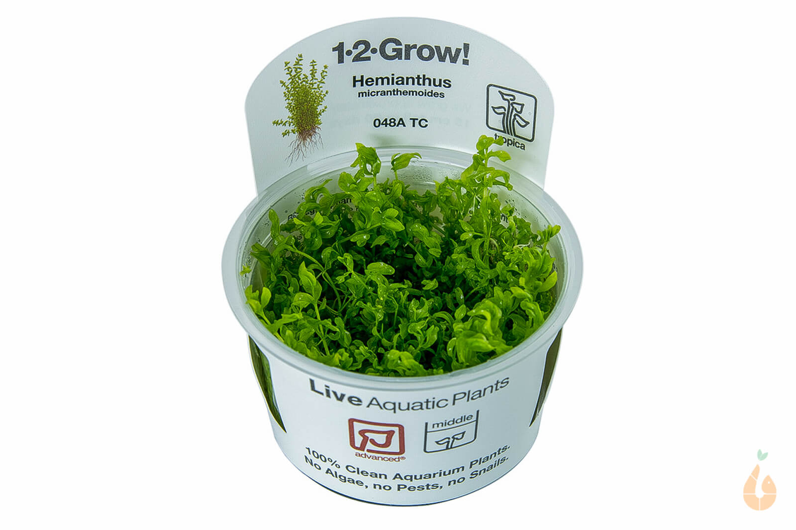 Tropica - Quirlblättriges Perlenkraut | Micranthemum micranthemoides | In Vitro Aquariumpflanze