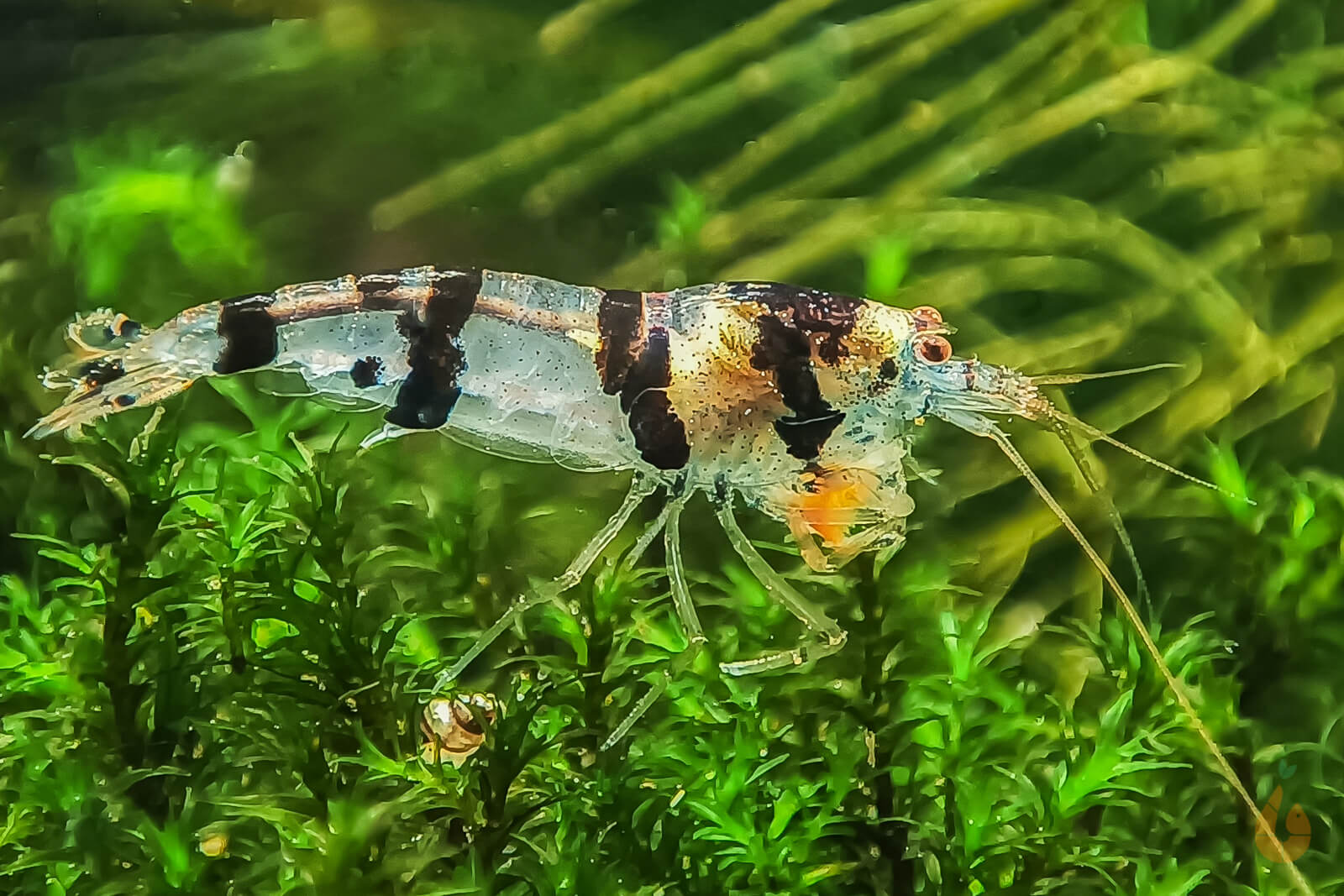 Raccoon Tigergarnele - Waschbär Garnele | Caridina sp. Raccoon Tiger