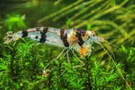 Raccoon Tigergarnele - Waschbär Garnele | Caridina sp. Raccoon Tiger