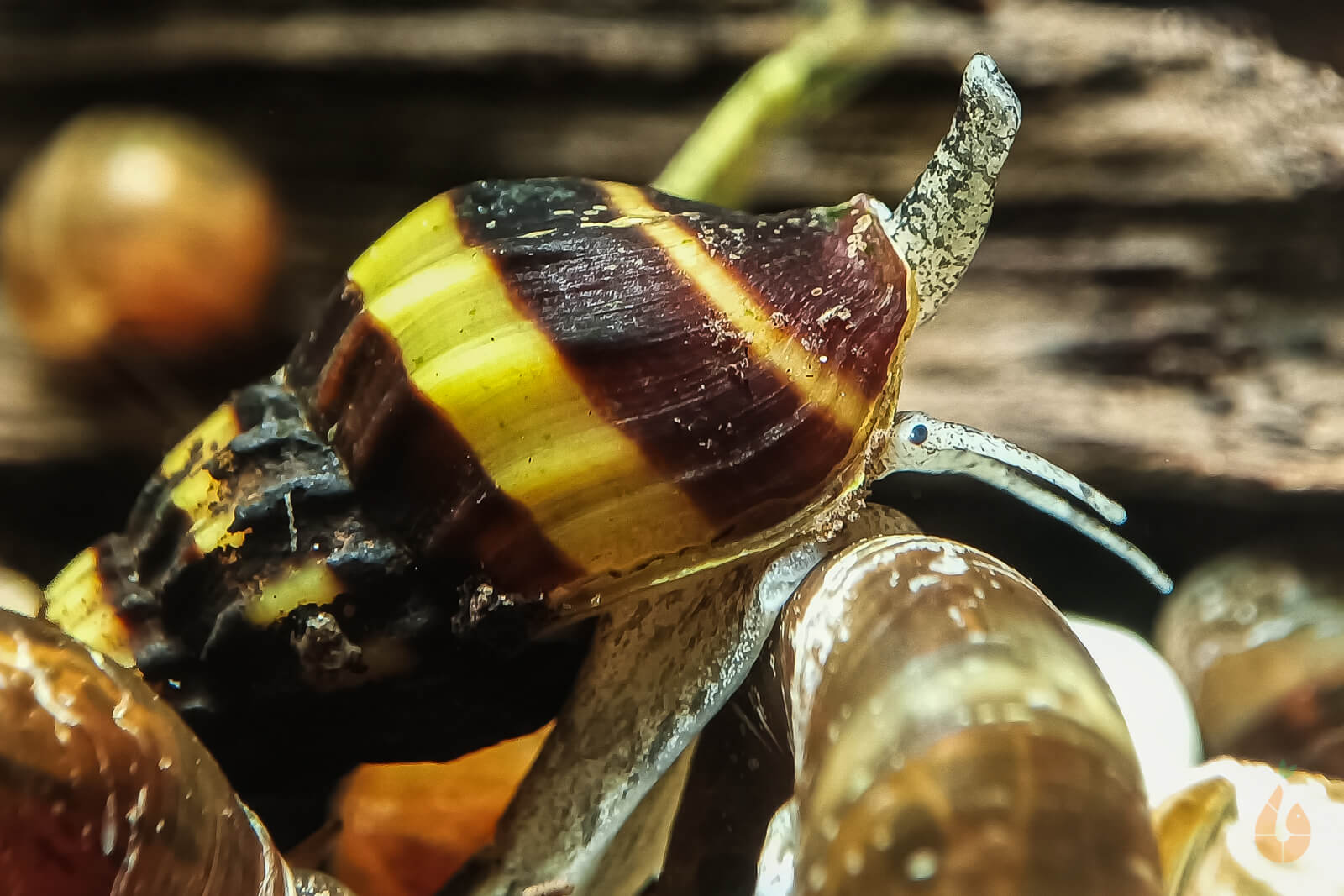 Raubschnecke | Frisst andere Schnecken