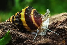 Lade das Bild in den Galerie-Viewer, Raubschnecke | Frisst andere Schnecken | Clea Helena / Anentome Helena im Aquarium
