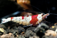 Red Bee Bienengarnele | Grade A-SS | Caridina logemanni - Red Bee im Aquarium