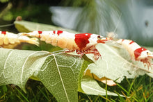Lade das Bild in den Galerie-Viewer, Red Bee PRL mini Bienengarnele | Caridina logemanni - Pure Red Line Bee
