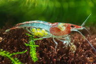 Rote Rili Sakura Garnele | Neocaridina davidi 