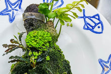 Lade das Bild in den Galerie-Viewer, Emers gewachsenes Schwimmlebermoos - Ricciocarpos natans | Schwimmpflanze - Rarität
