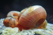 Lade das Bild in den Galerie-Viewer, Rosa / Pinke Posthornschnecke | PHS Pink | Helisoma cf.anceps
