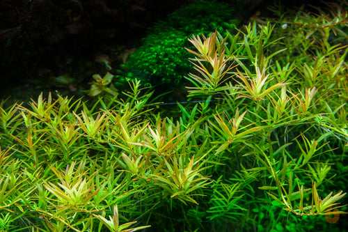 Rotala sp. 