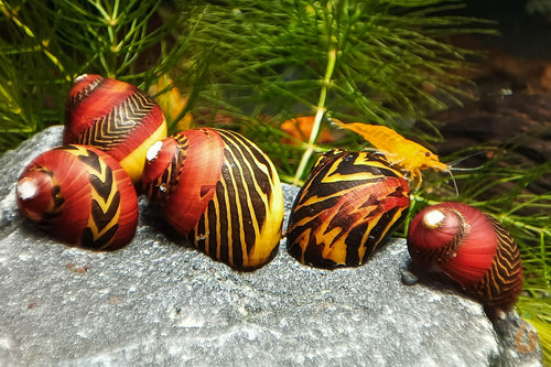 Rote Rennschnecken / Napfschnecken | Vittina waigiensis