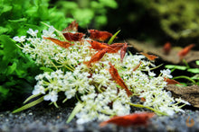 Lade das Bild in den Galerie-Viewer, Wilde Möhre Blüten getrocknet | Premium Qualität im Aquarium mit Sakura Garnelen
