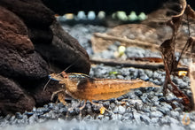 Lade das Bild in den Galerie-Viewer, Rote Tüpfel Garnele | Caridina serrata - Im Aquarium
