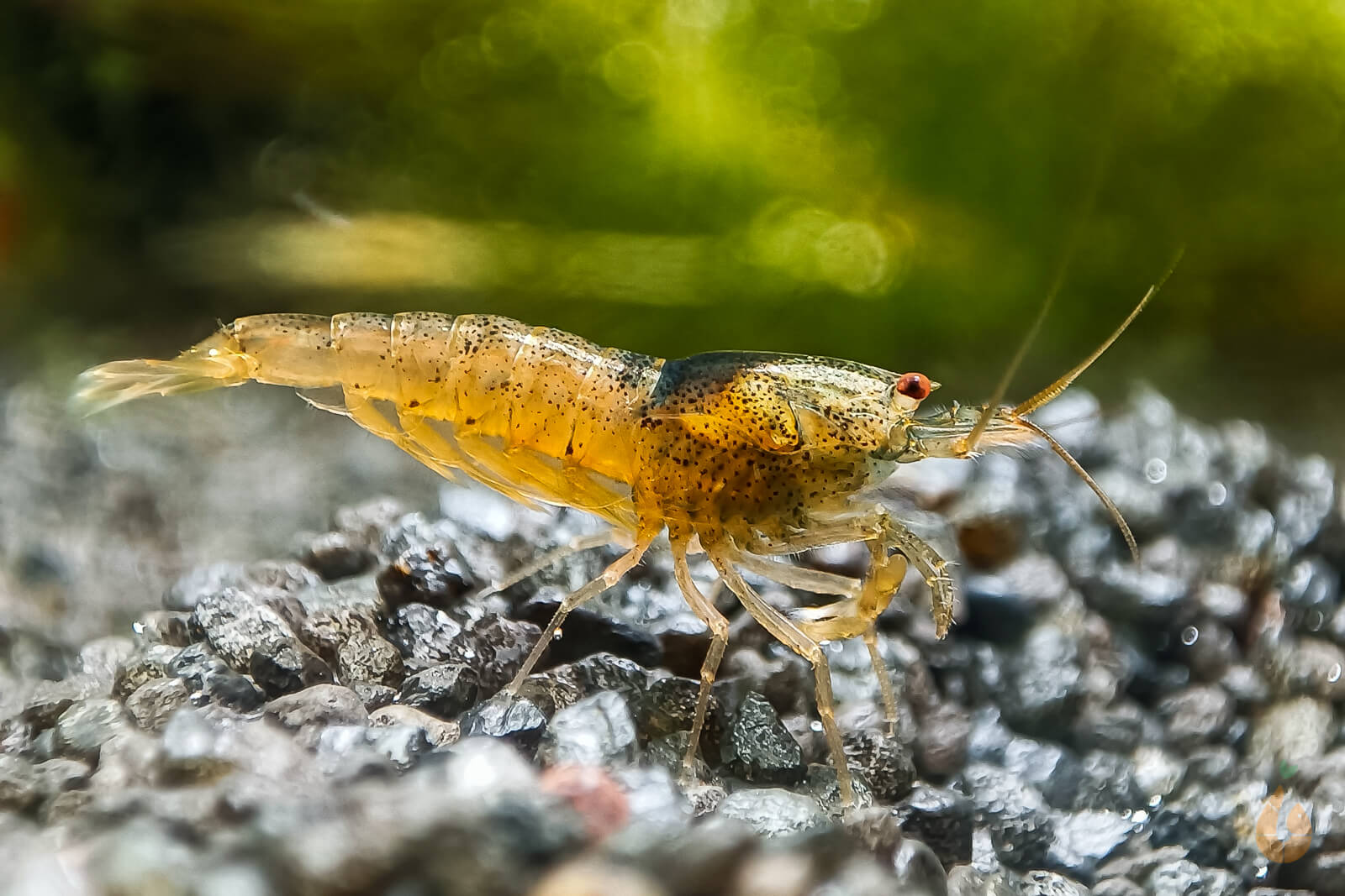 Rote Tüpfel Garnele | Caridina serrata - Rarität im Garnelenaquarium