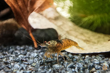 Lade das Bild in den Galerie-Viewer, Rote Tüpfel Garnele | Caridina serrata - Im Aquascape Aquarium
