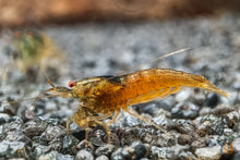 Lade das Bild in den Galerie-Viewer, Rote Tüpfel Garnele | Caridina serrata - Im Nano Aquarium
