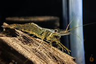 Rotscherengarnele | Planarienfresser Garnele | Macrobrachium peguense