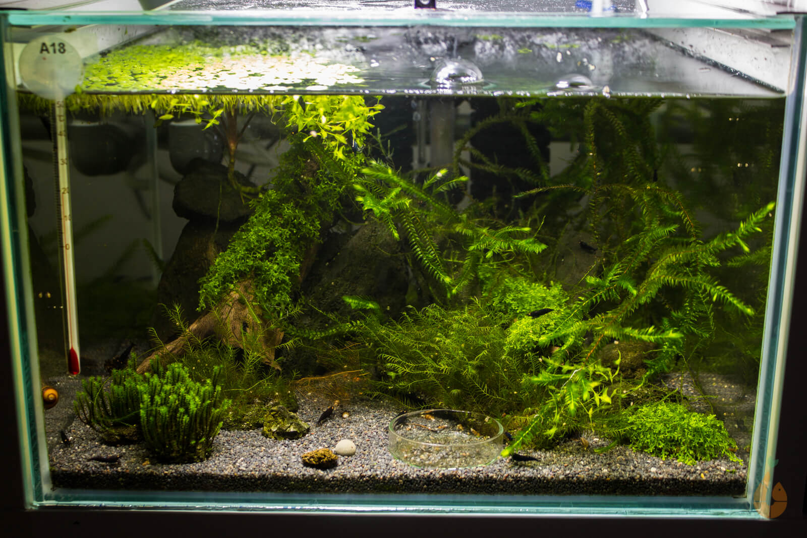 ikea bambus im aquarium Aquarium 