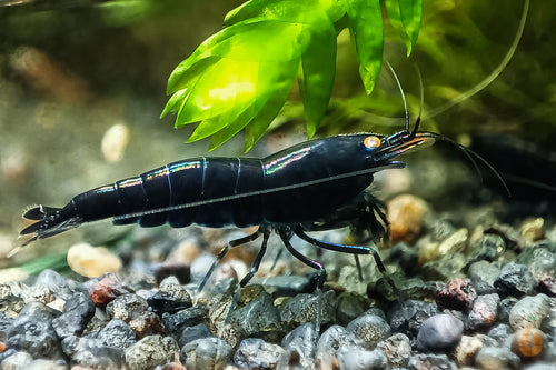 Royal Blue Tiger OE Garnele | Royalblaue Tigergarnele | Caridina Mariae im Nano Aquarium