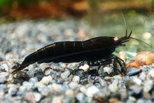 Lade das Bild in den Galerie-Viewer, Schwarze Rusty Tigergarnele OE | Rusty Tiger | Caridina Mariae &quot;Black Rusty&quot; im nano Aquarium
