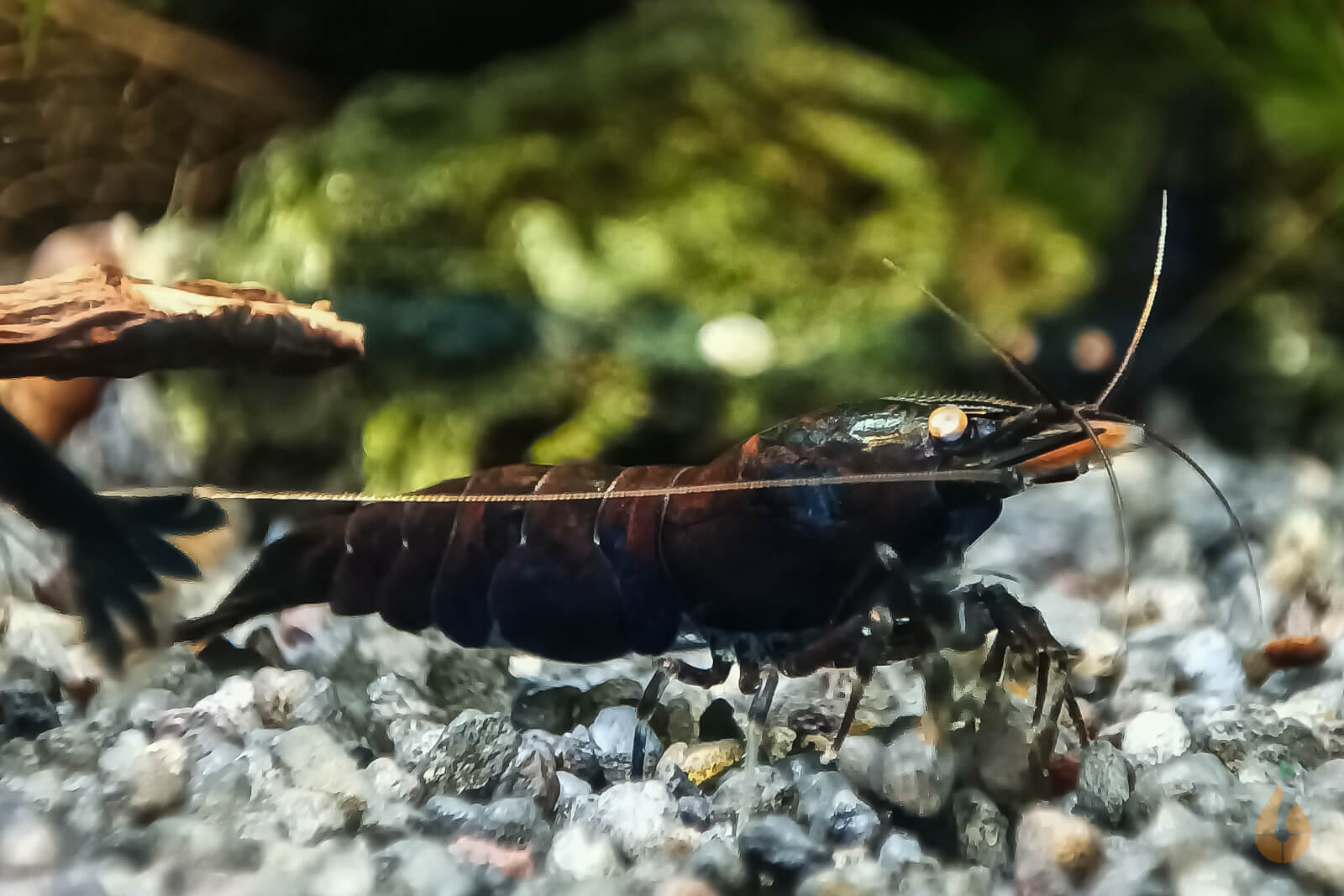 Schwarze Rusty Tigergarnele OE | Rusty Tiger | Caridina Mariae 