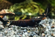 Lade das Bild in den Galerie-Viewer, Schwarze Rusty Tigergarnele OE | Rusty Tiger | Caridina Mariae &quot;Black Rusty&quot; im Aquarium
