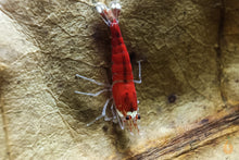 Lade das Bild in den Galerie-Viewer, Super Crystal Red Santa Garnele | Rote Santas | Caridina logemanni - Red Santa auf einem Blatt
