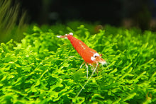 Lade das Bild in den Galerie-Viewer, Super Crystal Red Santa Garnele | Rote Santas | Caridina logemanni - Red Santa auf Korallenmoos im Aquarium
