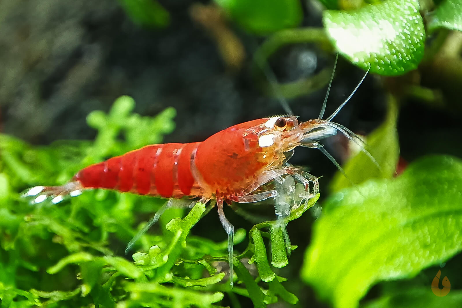 Super Crystal Red Santa Garnele | Rote Santas | Caridina logemanni - Red Santa im Aquarium