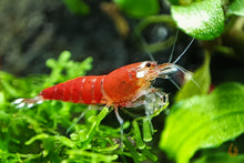 Lade das Bild in den Galerie-Viewer, Super Crystal Red Santa Garnele | Rote Santas | Caridina logemanni - Red Santa im Aquarium
