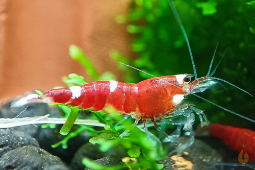 Super Crystal Red Garnele | SCR | Caridina logemanni im Aquarium