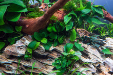 Lade das Bild in den Galerie-Viewer, Zwergspeerblatt | Anubias barteri nana | Aquascape
