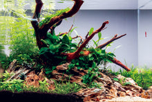 Lade das Bild in den Galerie-Viewer, Zwergspeerblatt | Anubias barteri nana | Aquascape mit Garnelen
