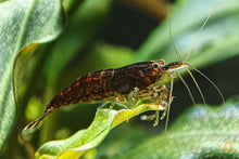 Lade das Bild in den Galerie-Viewer, Braune Schoko Sakura Garnele | Neocaridina davidi &quot;Chocolate&quot;
