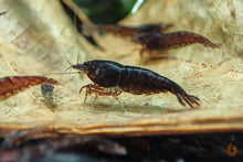 Lade das Bild in den Galerie-Viewer, Braune Schoko Sakura Garnele | Neocaridina davidi &quot;Chocolate&quot;
