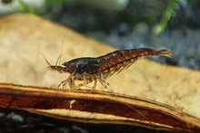 Lade das Bild in den Galerie-Viewer, Braune Schoko Sakura Garnele | Neocaridina davidi &quot;Chocolate&quot;
