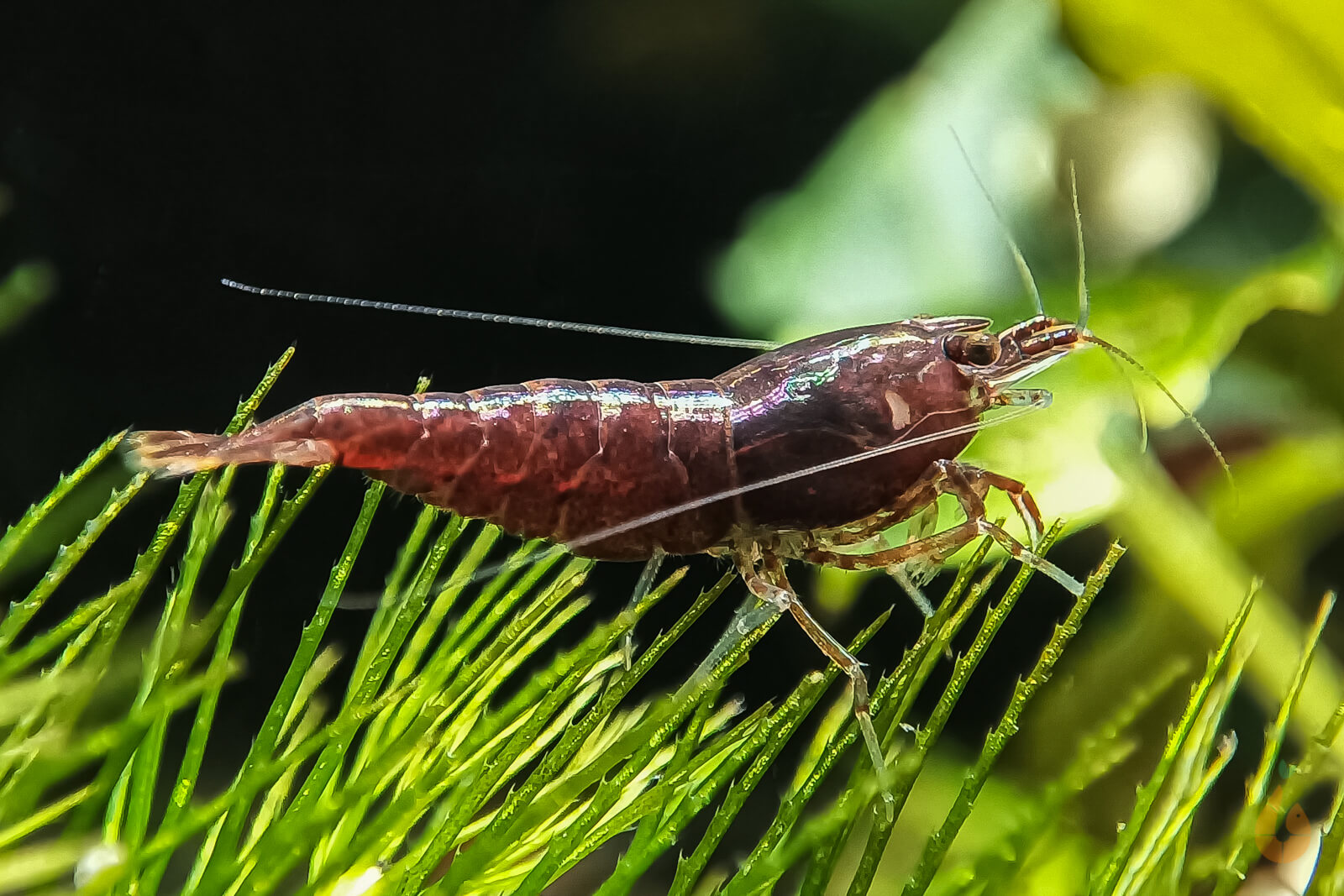 Braune Schoko Sakura Garnele | Neocaridina davidi 